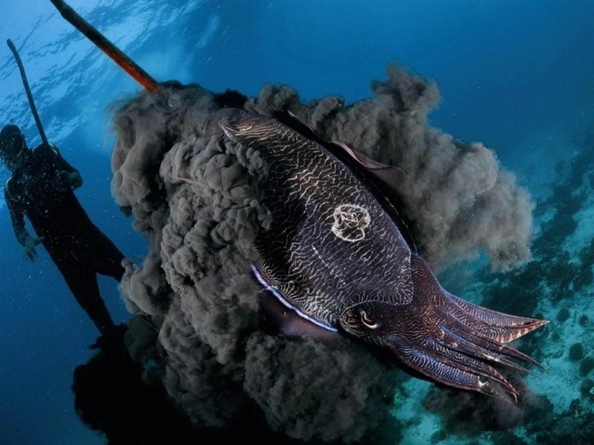 Чернила головоногих — одно из самых элегантных изобретений природы