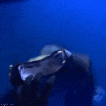 Просто гифки, всякие и&nbsp;разные