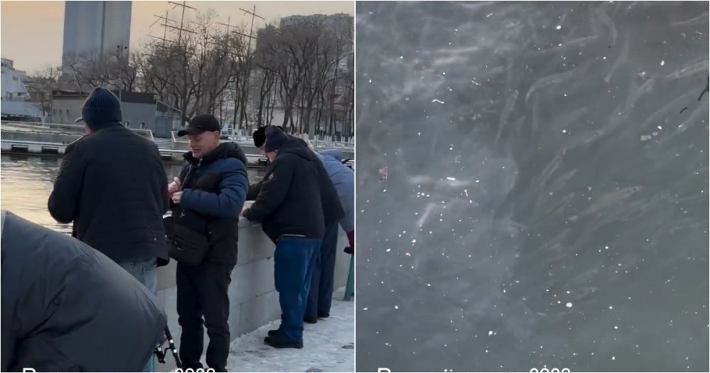 Во Владивостоке на Корабельной набережной  нашествие рыбы — люди уносят полные ведра добычи