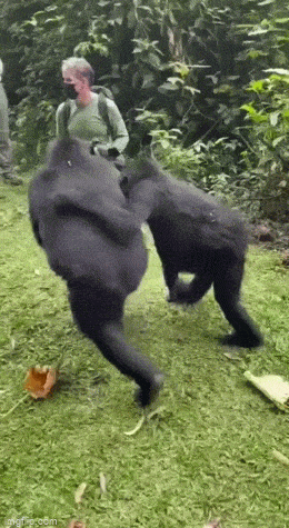 Просто гифки, всякие и&nbsp;разные