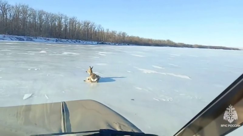 Застрявшую на льду Волги косулю спасли под Саратовом