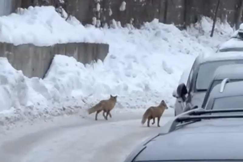 Двух лис заметили в одном из районов Москвы