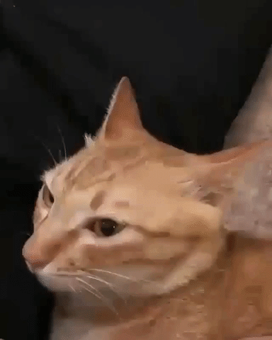 Просто гифки, всякие и&nbsp;разные