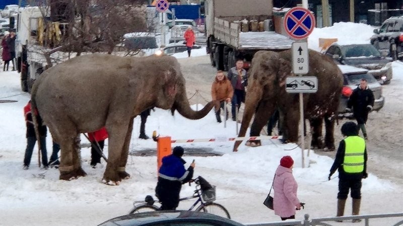 Лысый мамонт на минималках: самарский слон решился на побег в -21°C