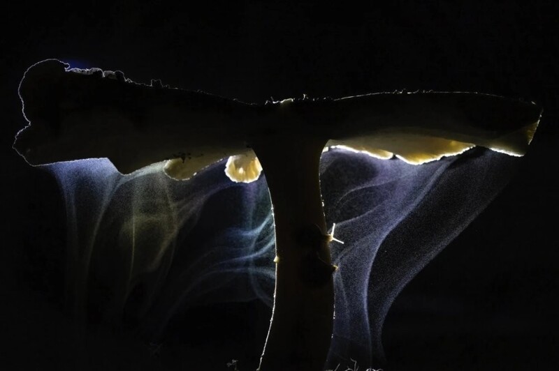 Indranil Basu Mallick