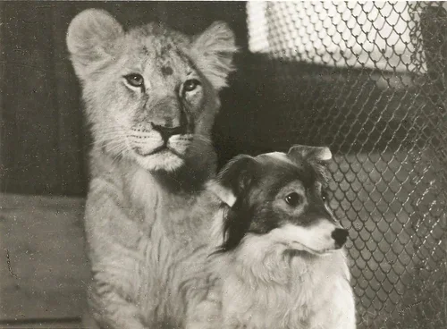 Почему персонажи из «Крокодила Гены» так названы (и какая тут связь с Московским зоопарком и ДМБ)⁠