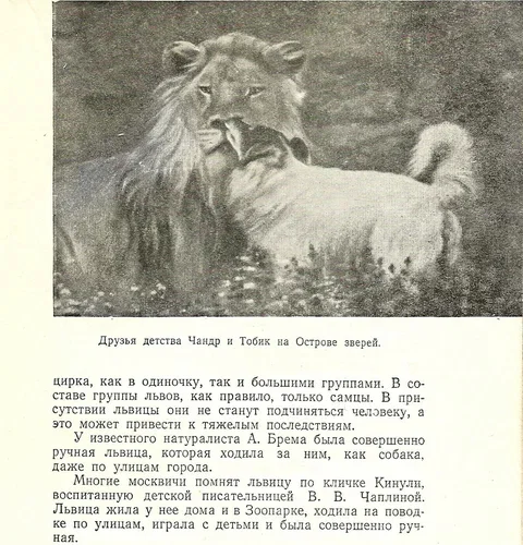 Почему персонажи из «Крокодила Гены» так названы (и какая тут связь с Московским зоопарком и ДМБ)⁠