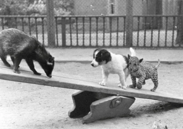 Почему персонажи из «Крокодила Гены» так названы (и какая тут связь с Московским зоопарком и ДМБ)⁠