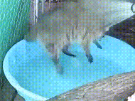 Просто гифки, всякие и&nbsp;разные