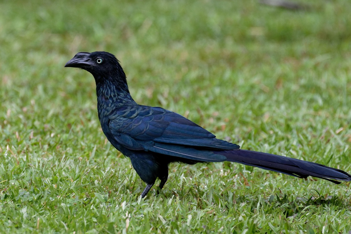 Ложный вампир: кровь не пьёт, оно ловит и ест птиц целиком