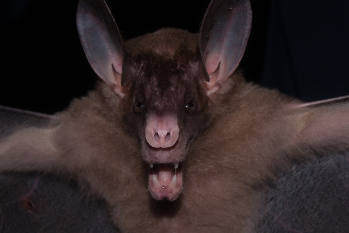 Ложный вампир: кровь не пьёт, оно ловит и ест птиц целиком