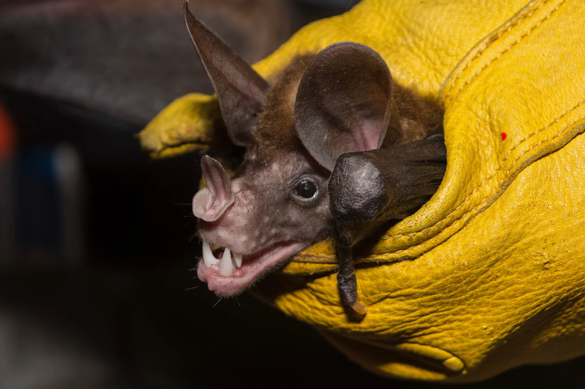 Ложный вампир: кровь не пьёт, оно ловит и ест птиц целиком