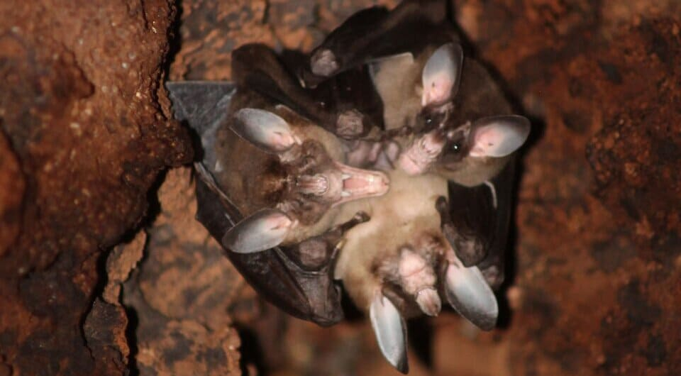 Ложный вампир: кровь не пьёт, оно ловит и ест птиц целиком