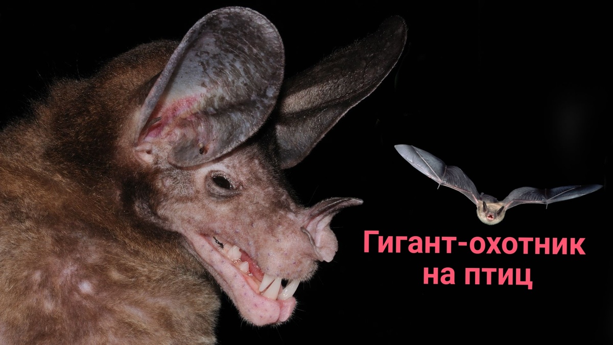 Ложный вампир: кровь не пьёт, оно ловит и ест птиц целиком