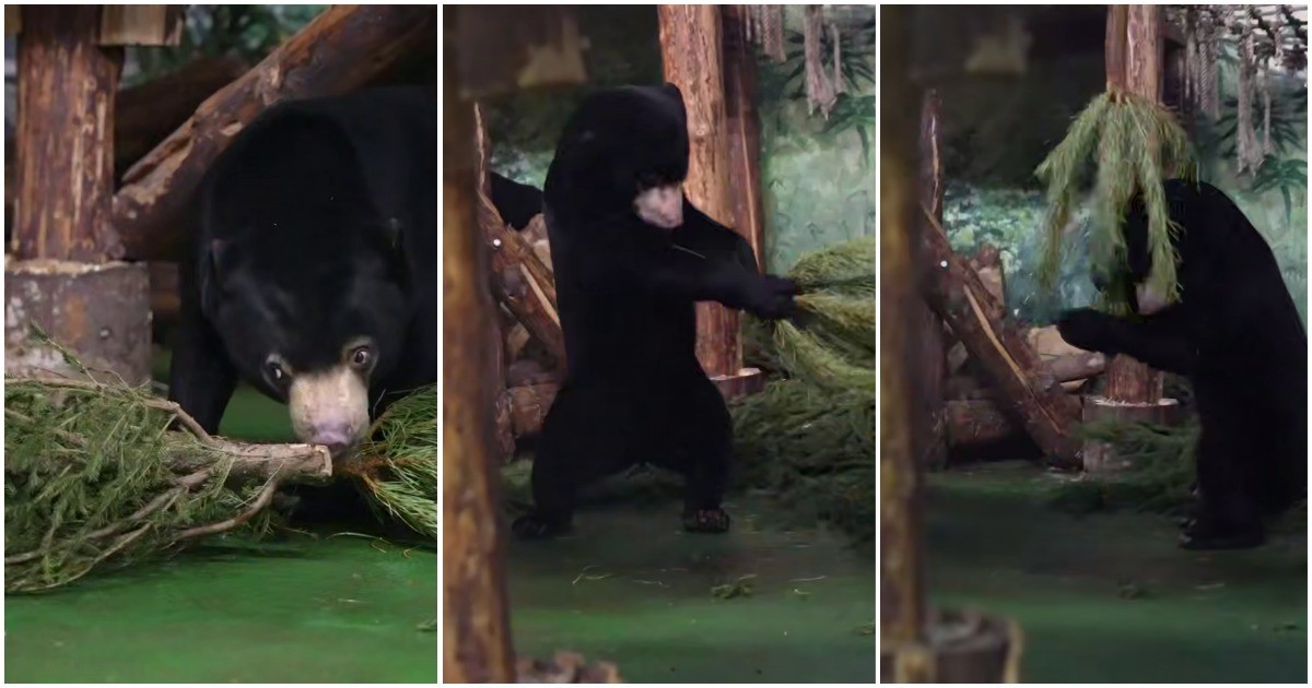 Малайские медведи радуются еловым веткам