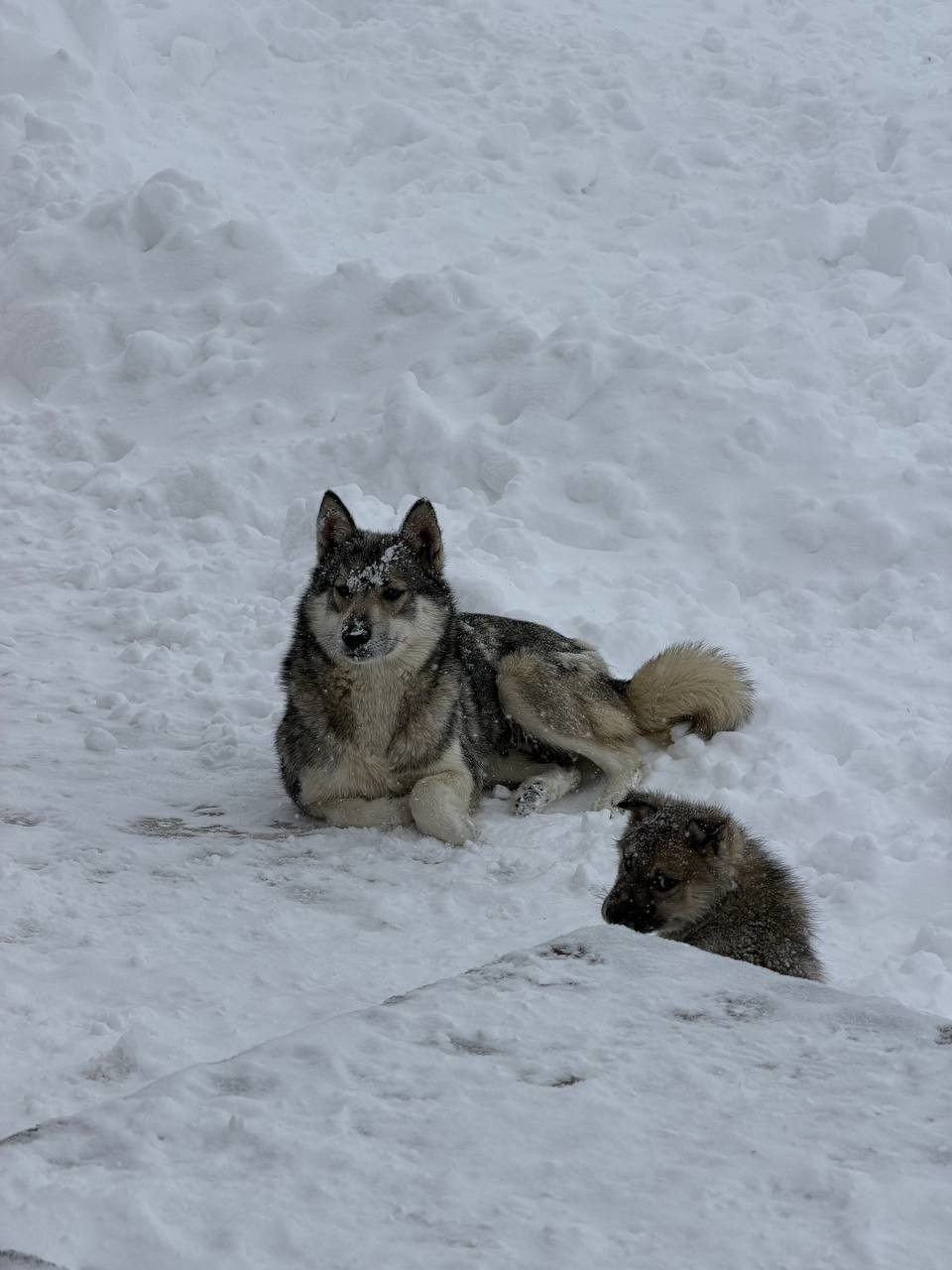 Преследовавшую сноубордиста собаку приняли за волка