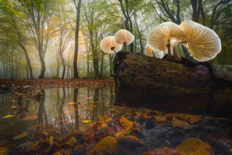 ‘Porcelain Shrooms’ by Albert Dros of the Netherlands. Taken in the Speulder Forest