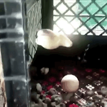 Просто гифки, всякие и&nbsp;разные