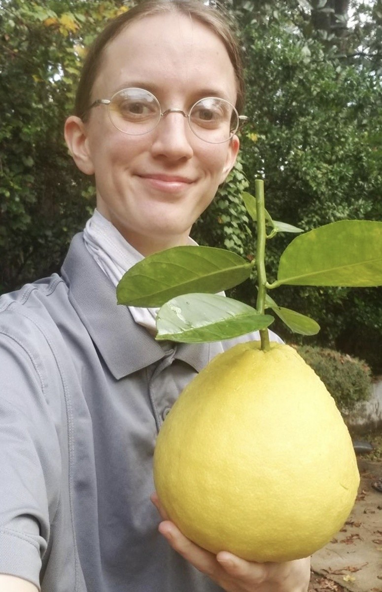Что такое «лимон Пандероза»? Это результат скрещивания цитрона и помело
