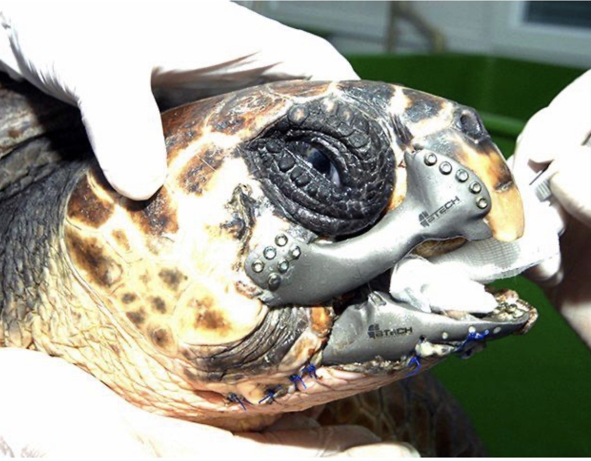 После того как черепаха столкнулась с лодкой, она осталась без клюва. Ей грозила неминуемая смерть! Но мастера создали для нее клюв из титана