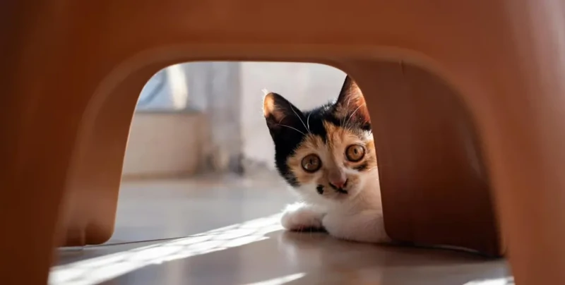 Мужчина не мог найти кошку в доме и обнаружил её в неожиданном месте