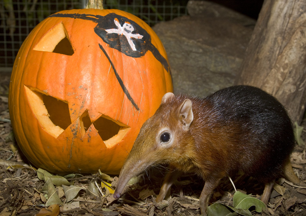 Хоботковая собачка: как гены слона изменили жизнь крошечного зверька?