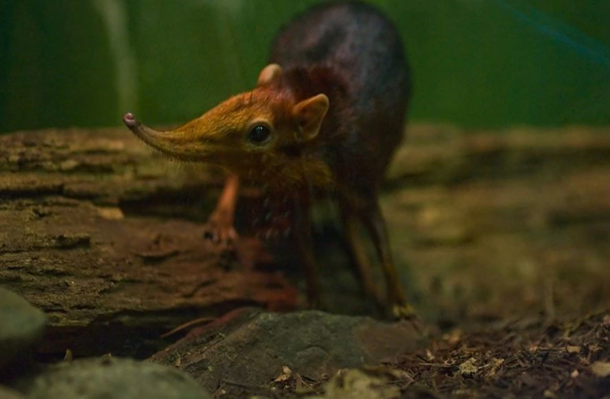 Хоботковая собачка: как гены слона изменили жизнь крошечного зверька?