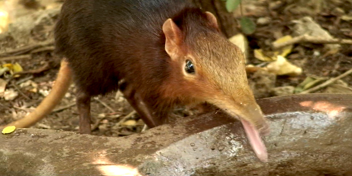 Хоботковая собачка: как гены слона изменили жизнь крошечного зверька?