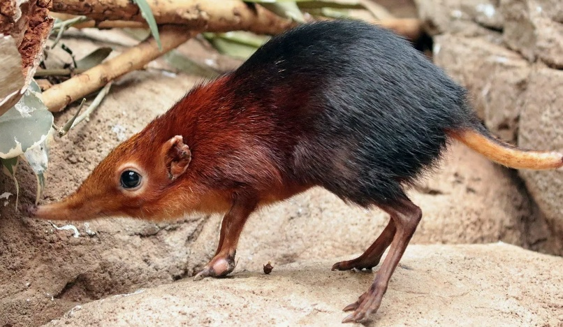 Хоботковая собачка: как гены слона изменили жизнь крошечного зверька?