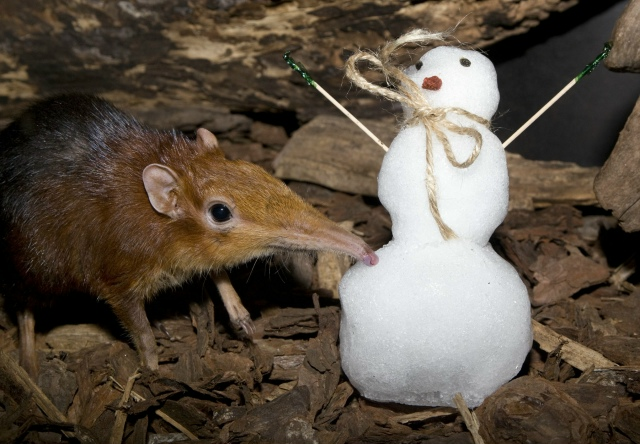 Хоботковая собачка: как гены слона изменили жизнь крошечного зверька?