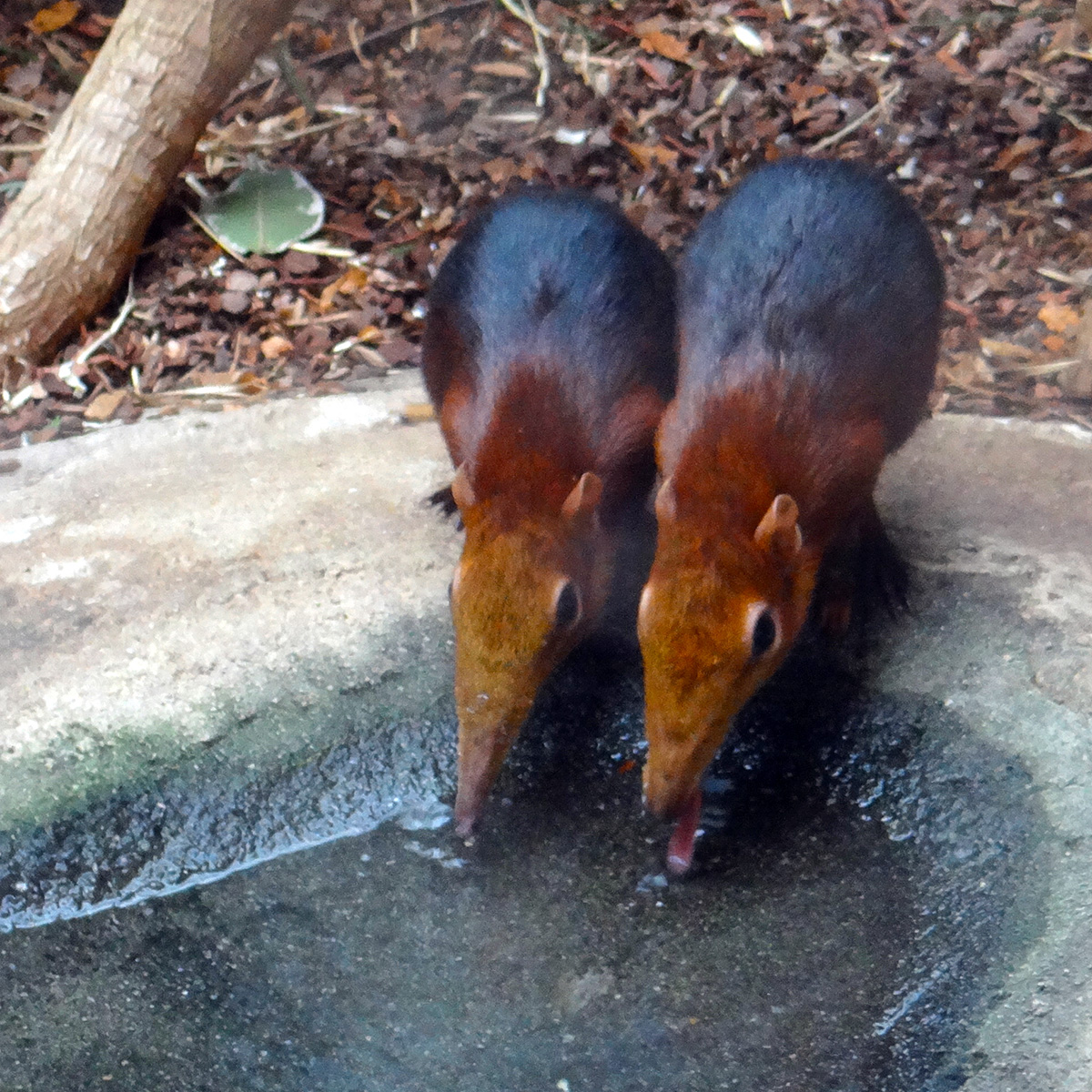 Хоботковая собачка: как гены слона изменили жизнь крошечного зверька?