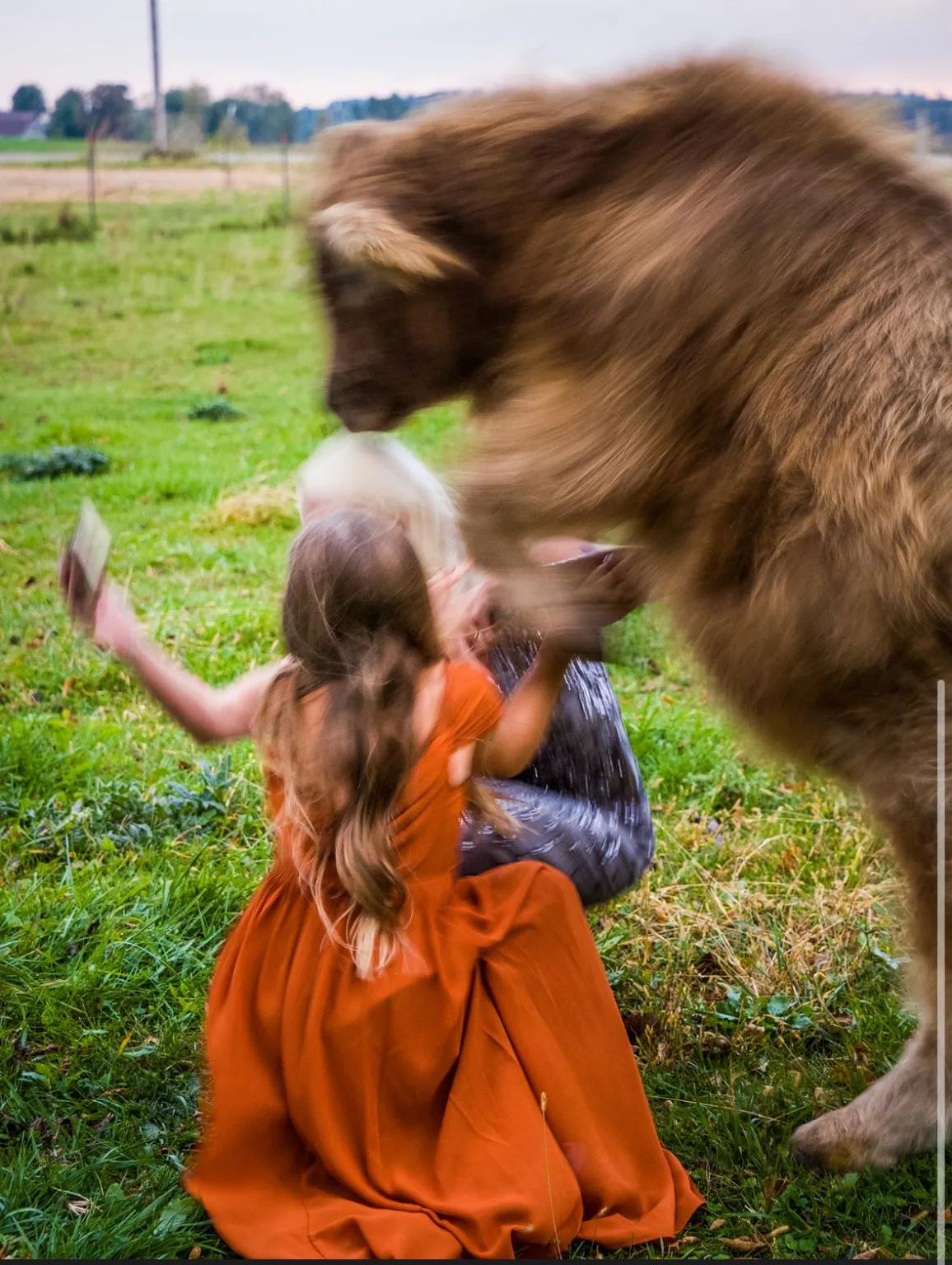 Корова напала на мать невесты посреди церемонии