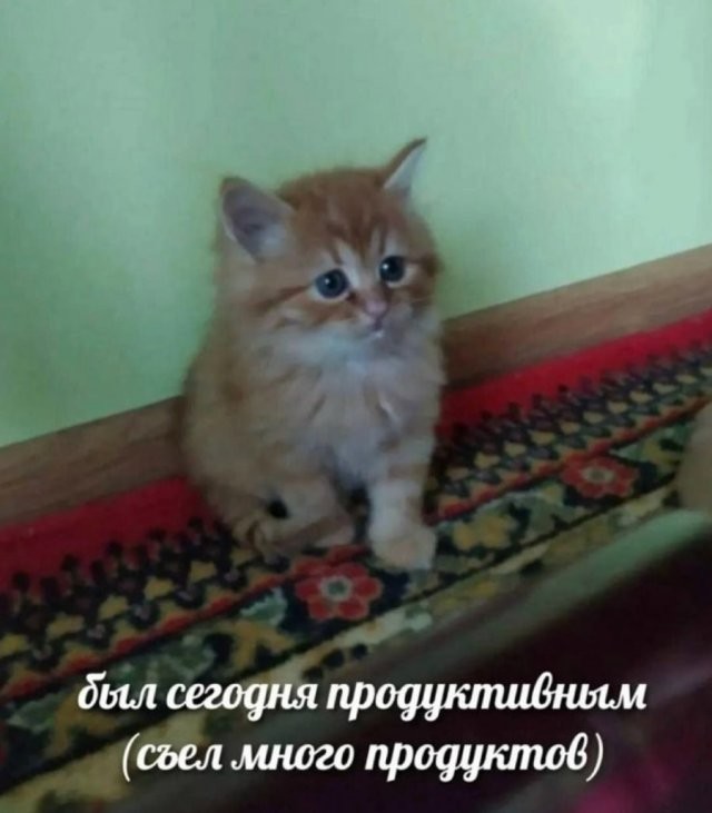 Скрины из соцсетей