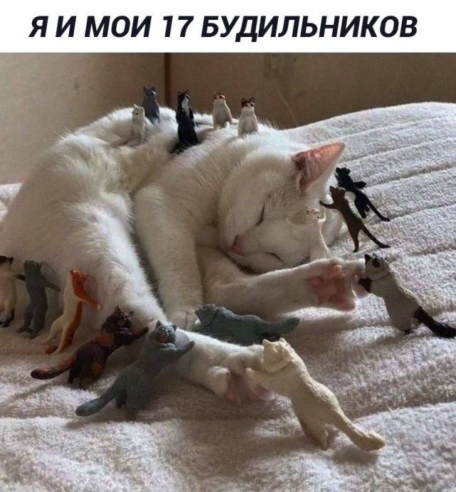 Скрины из соцсетей
