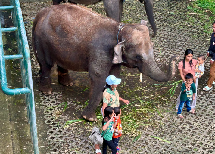 На слонах больше не покатаешься – лавочку прикрыли