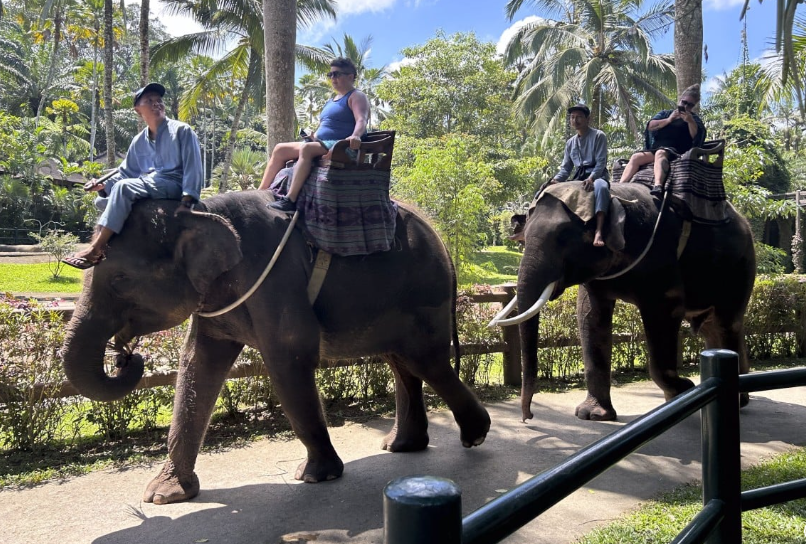А что случилось со слонами-то?