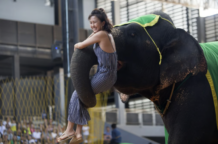 Но куда девать освободившихся слонов