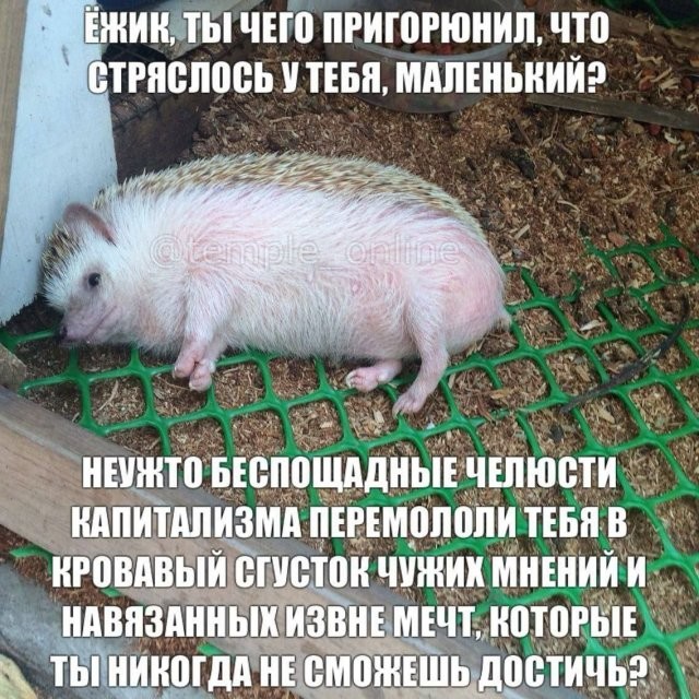 Скрины из соцсетей
