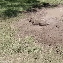 Просто гифки, всякие и&nbsp;разные