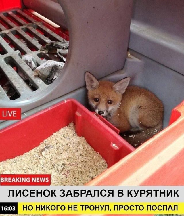 Скрины из соцсетей