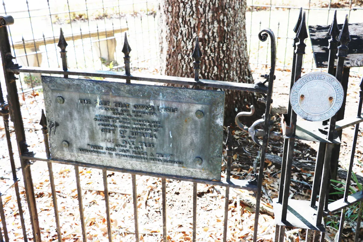 Сам себе хозяин: уникальная история старого дуба, получившего законные права на землю, где он растёт