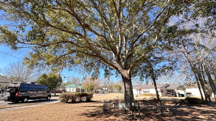 Сам себе хозяин: уникальная история старого дуба, получившего законные права на землю, где он растёт