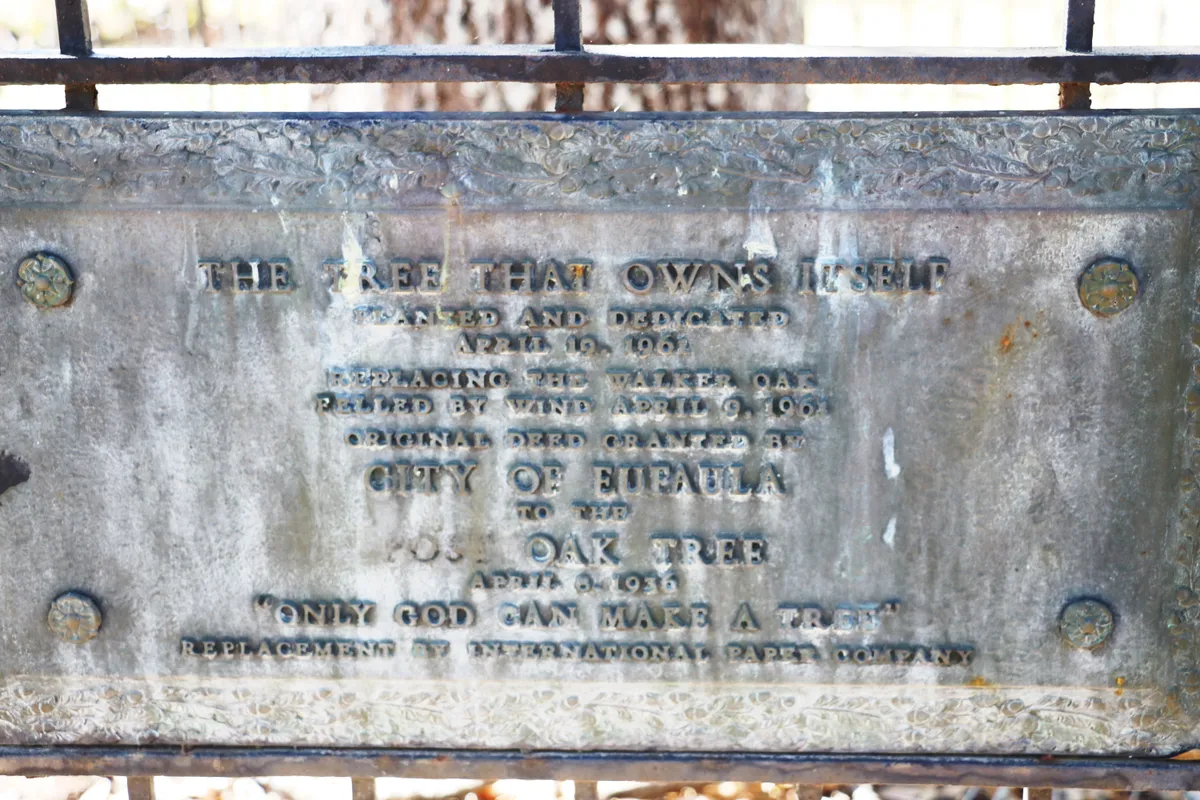 Сам себе хозяин: уникальная история старого дуба, получившего законные права на землю, где он растёт