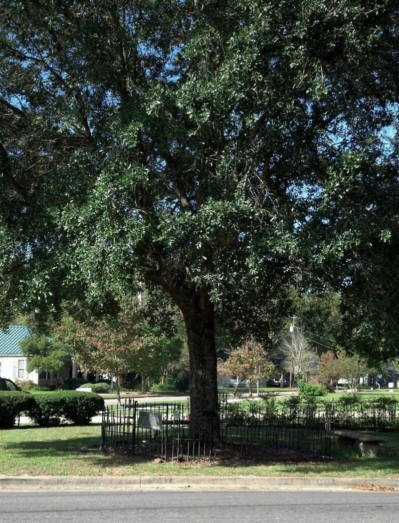 Сам себе хозяин: уникальная история старого дуба, получившего законные права на землю, где он растёт