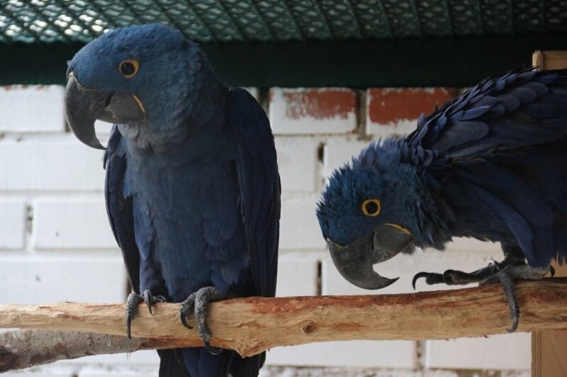 Московский зоопарк установил мировой рекорд по числу представленных видов животных