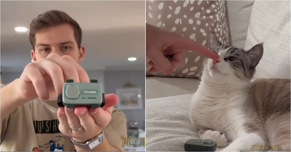 Американец придумал телефон для кошек, чтобы наблюдать за ними