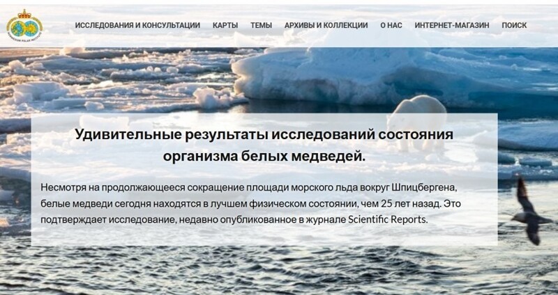 «Бросил тюленей и начал бегать по утрам»: белые медведи внезапно стали размера XXL