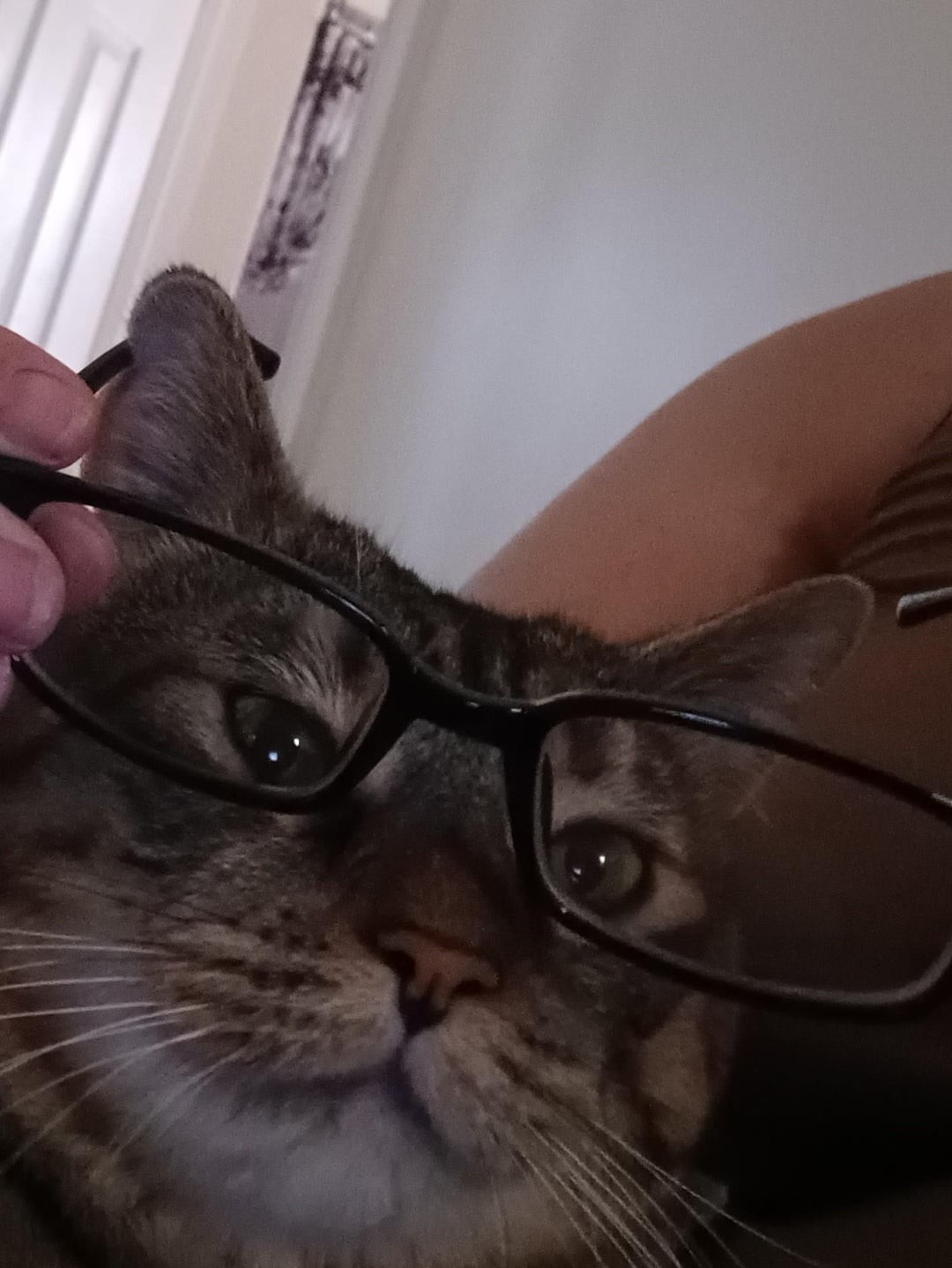 5. Кот учёный