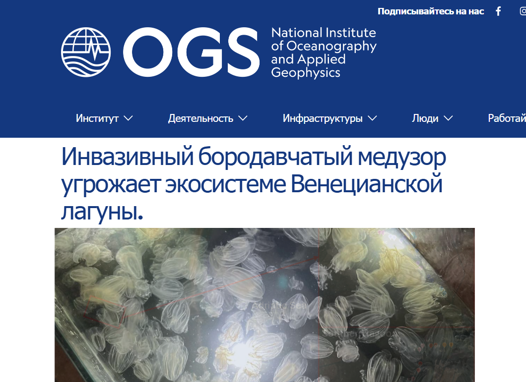 Слизистый апокалипсис в Венеции: Каналы захватили медузы с исчезающим анусом