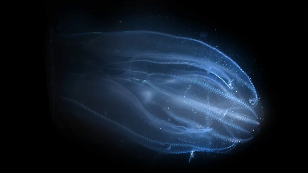 Слизистый апокалипсис в Венеции: Каналы захватили медузы с исчезающим анусом